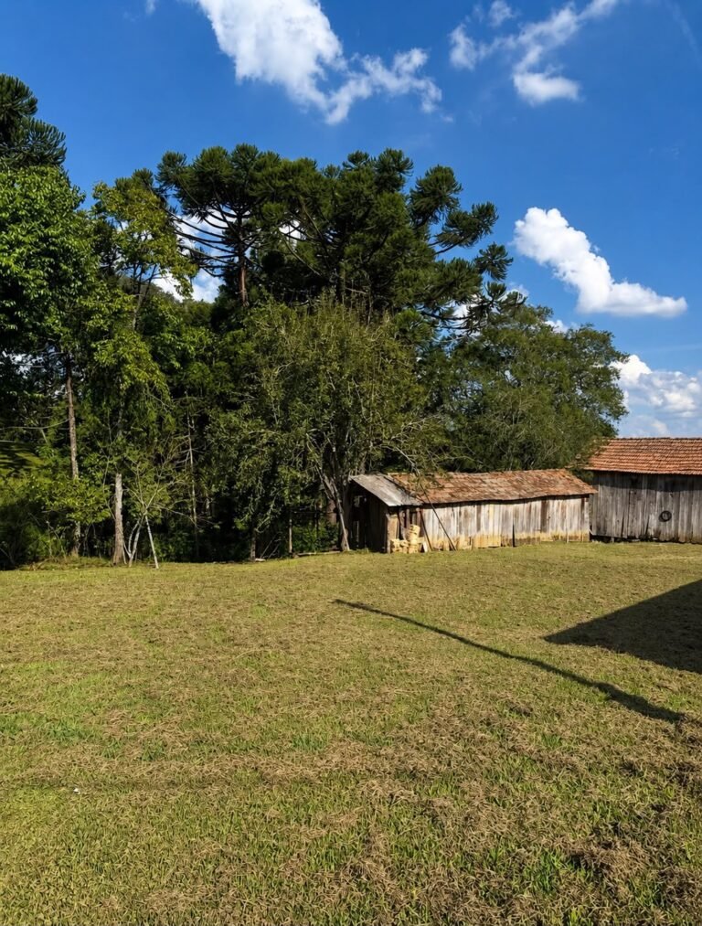 pinhal02